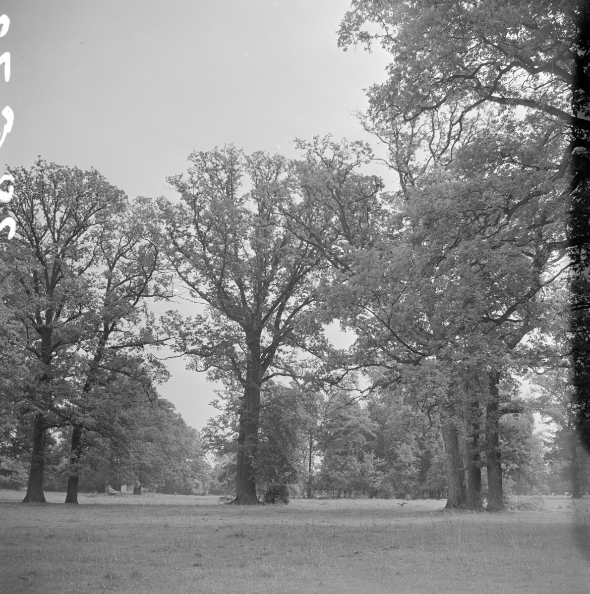 zespół folwarczny - dwór von Neumannów - park krajobrazowy, skan 1