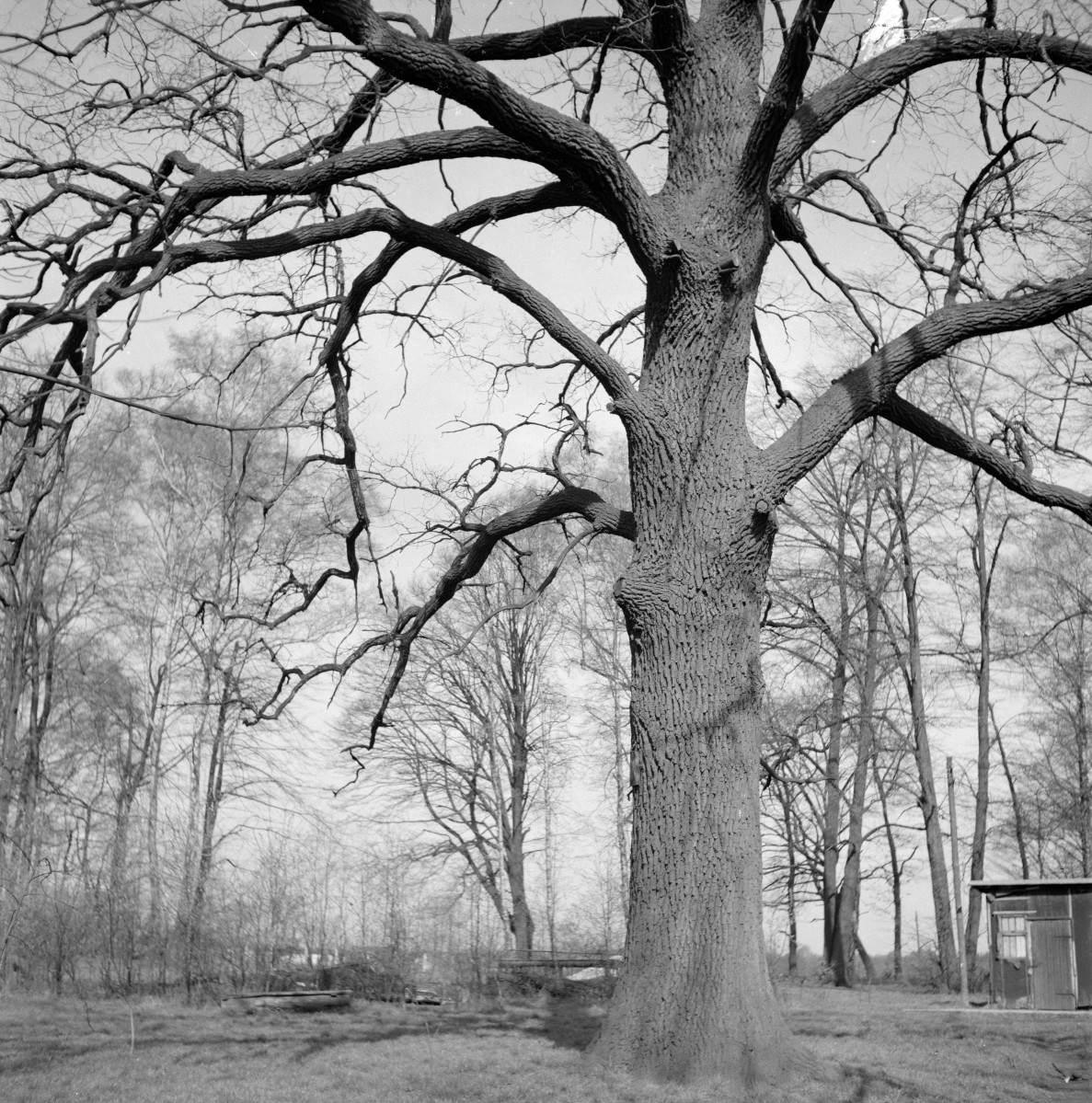 park Pszczelnik - dąb szypułkowy, skan 1