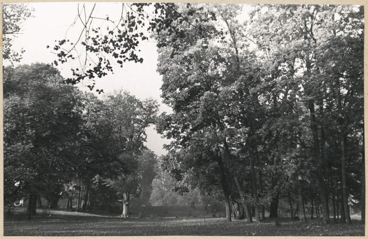 Zespół pałacowo - parkowy,  fragment parku, skan 1
