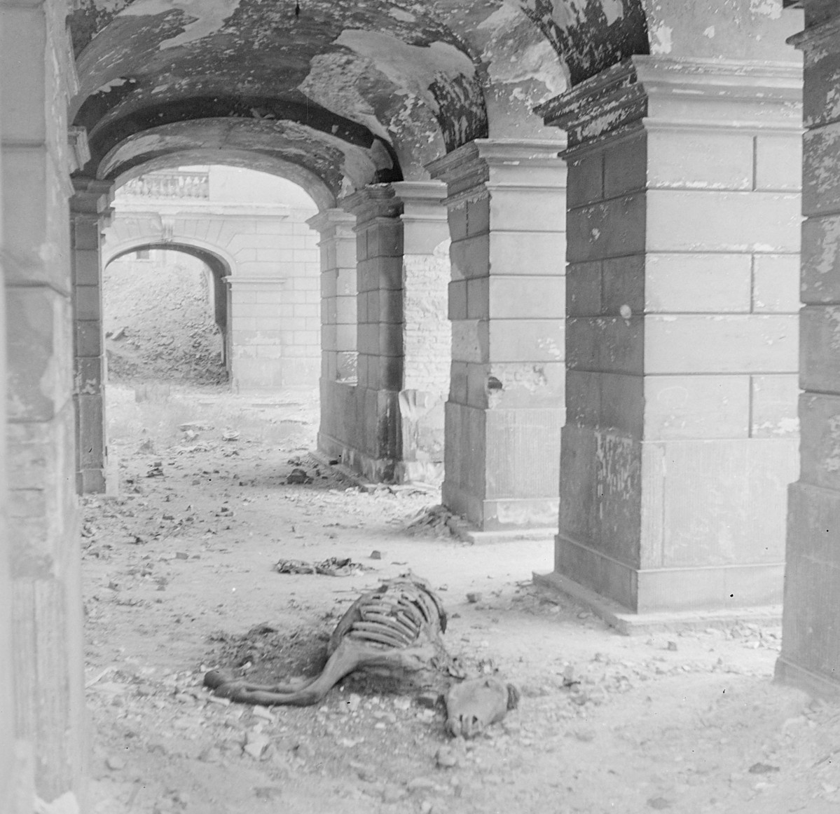 Pałac Komisji Rządowej Przychodów i Skarbu - podcienie korpusu głównego. Szkielet konia., skan 1