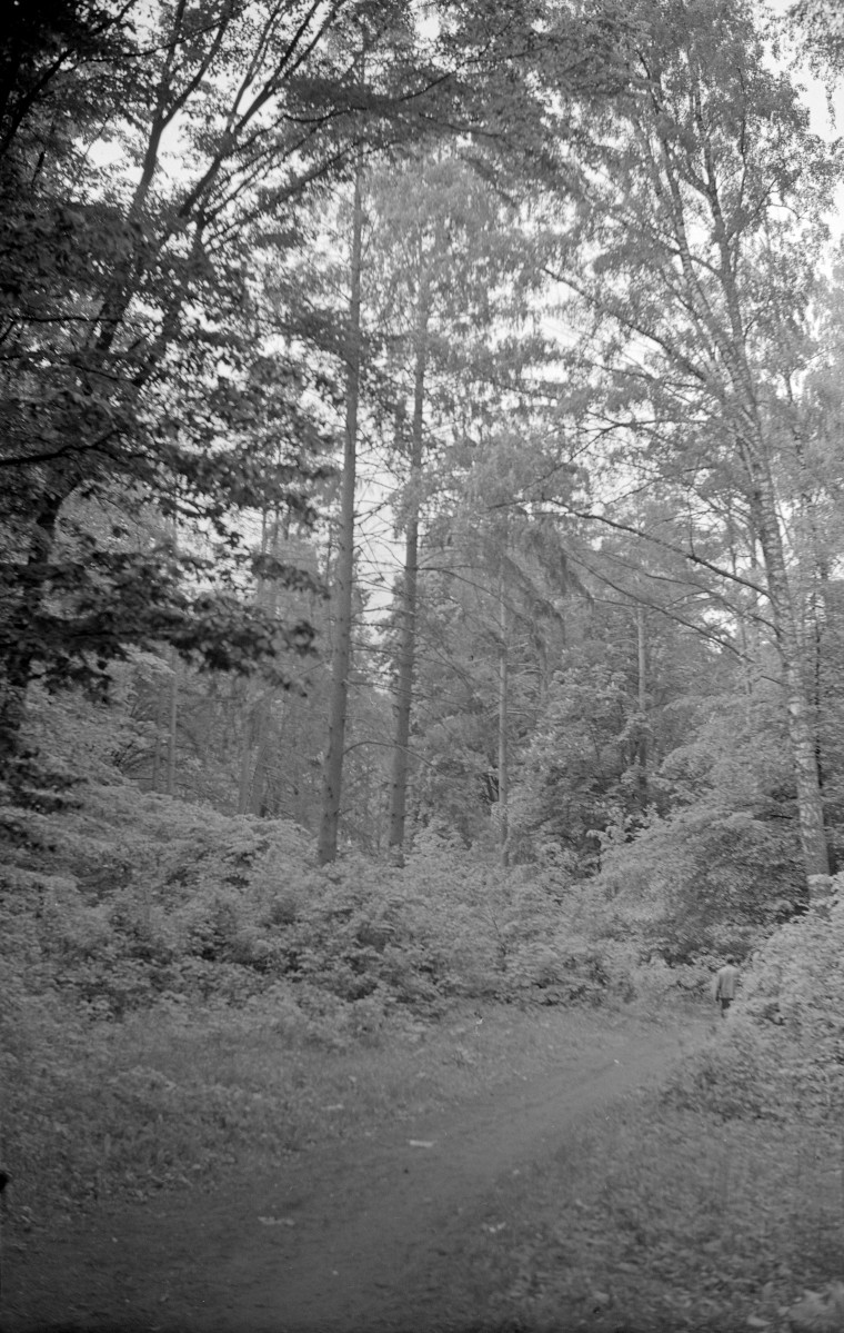 Pałac Lubomirskich - park, skan 1