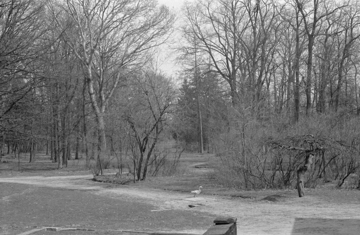 pałac - park krajobrazowy - widok z tarasu, skan 1