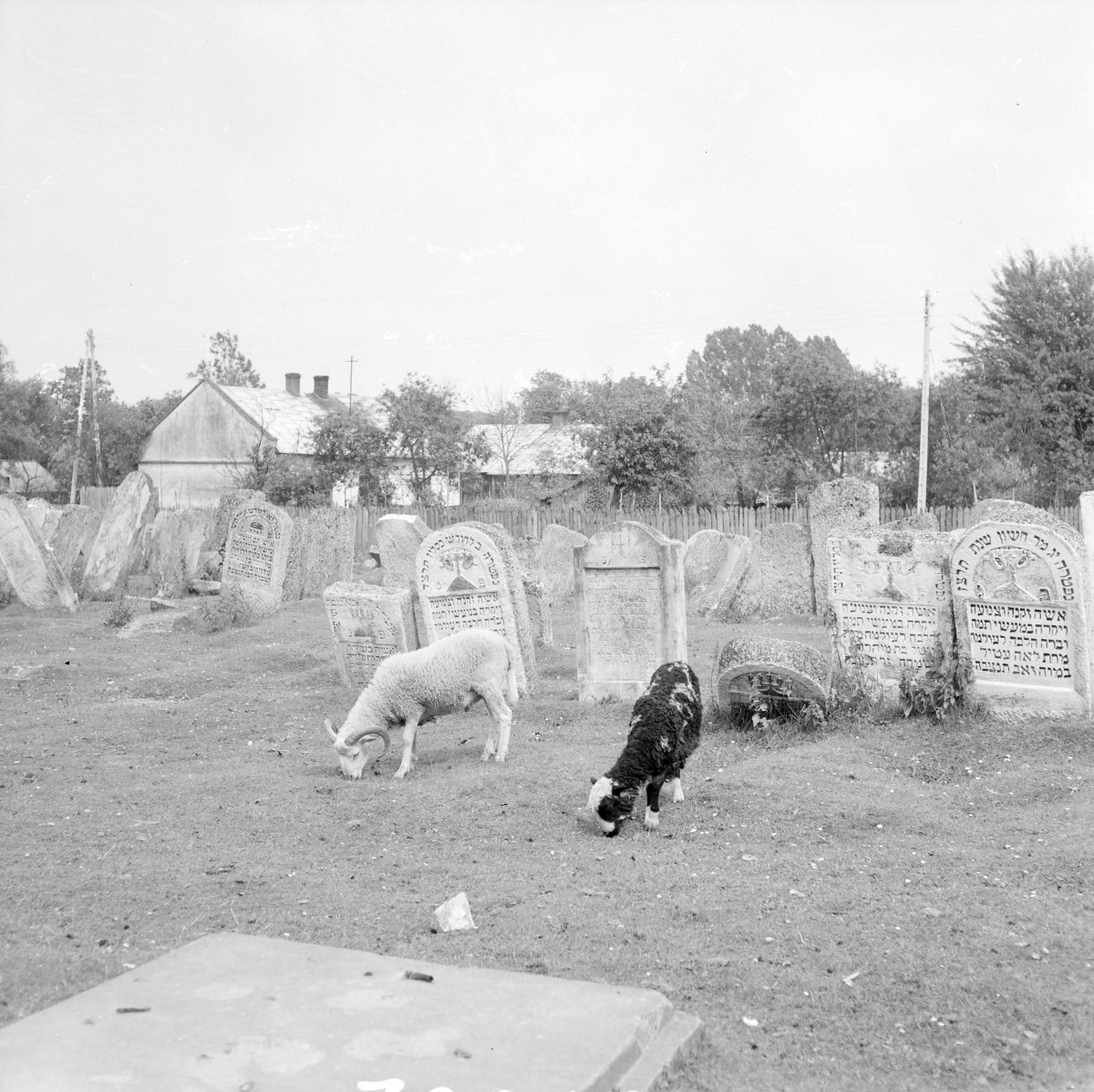 Cmentarz, Kirkut - macewy, skan 1