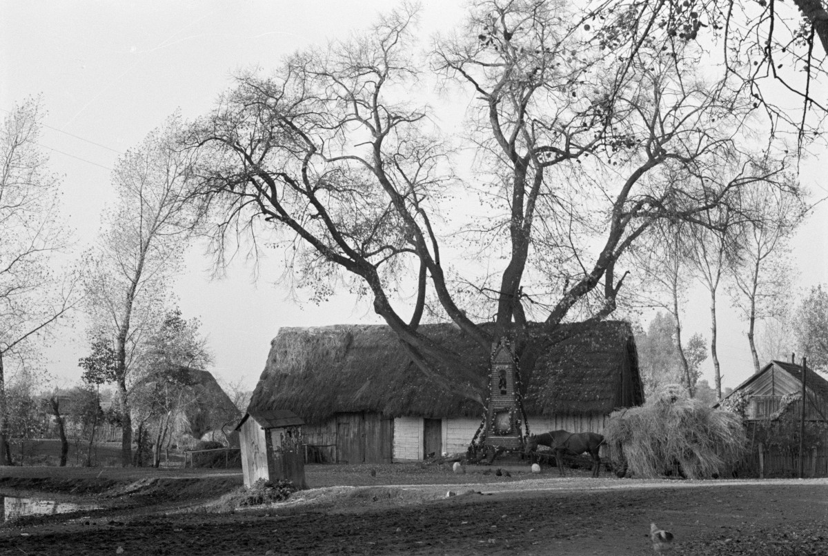 zagroda wiejska - widok ogólny, skan 1