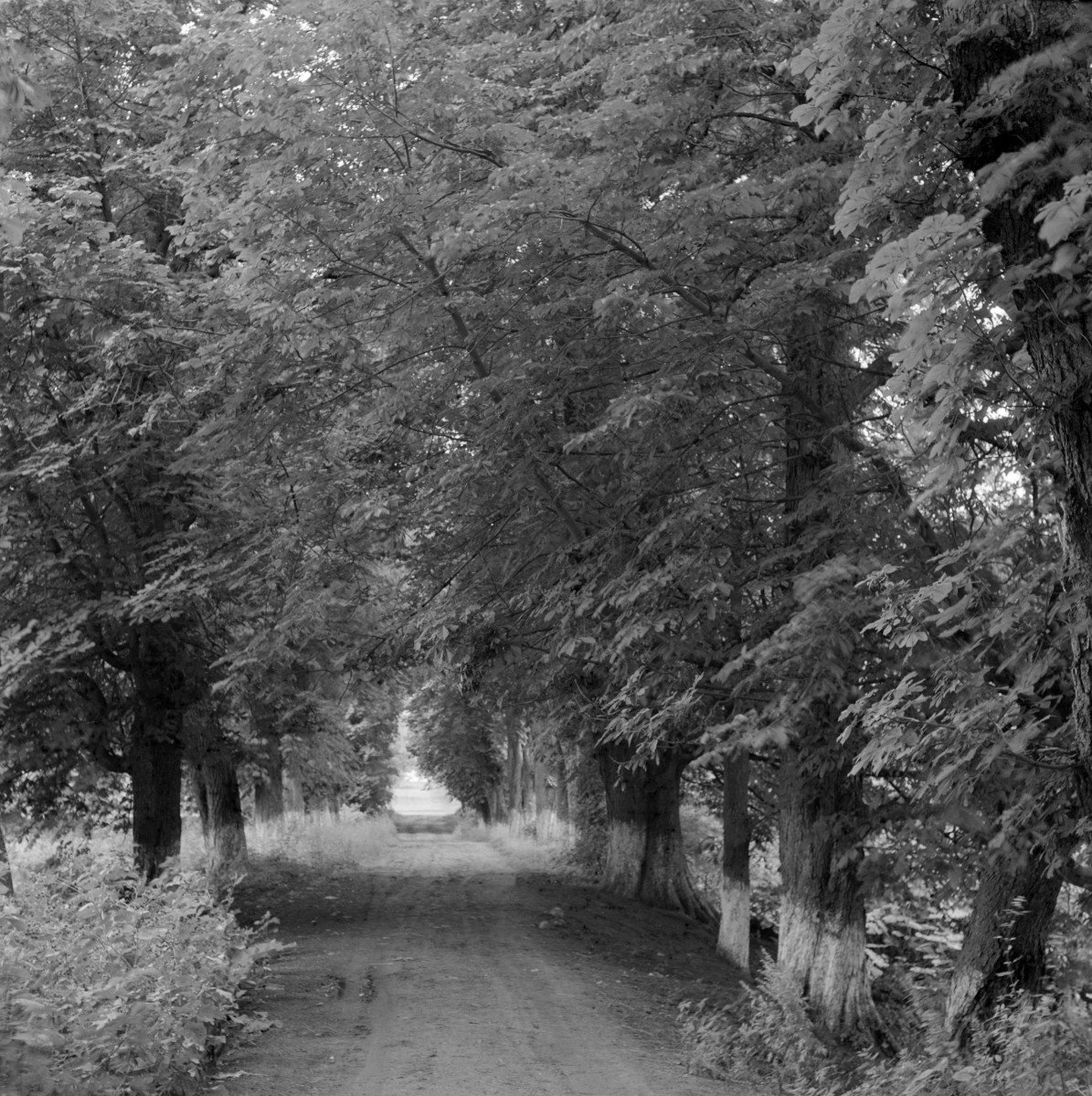 zespół dworski - park, aleja dojazdowa, skan 1