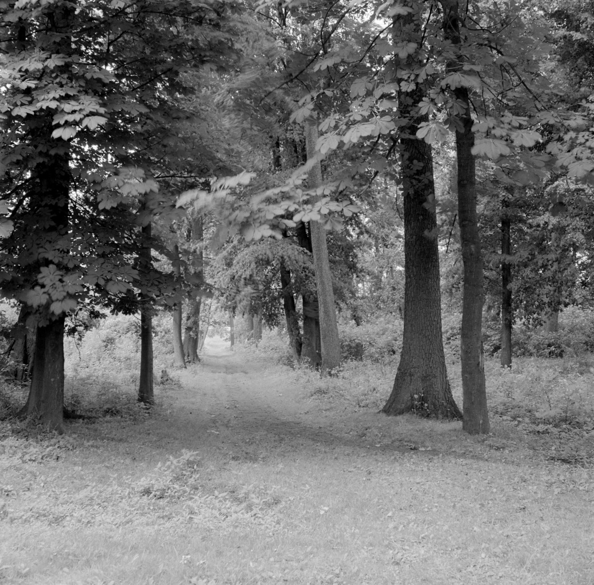 dwór - park, skan 1