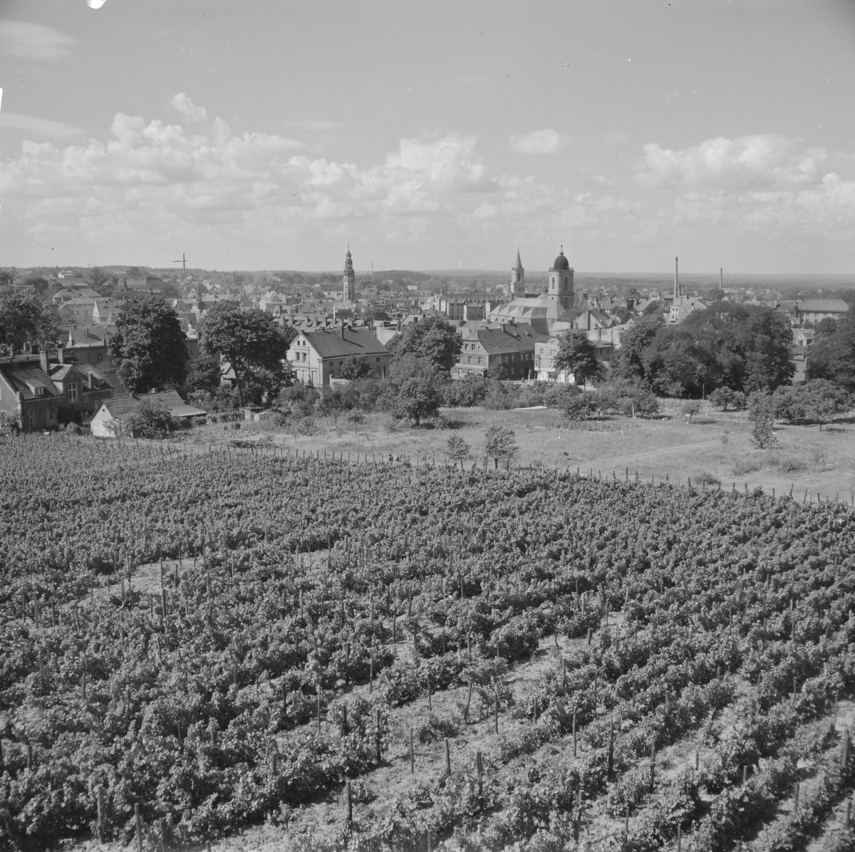 fragment panoramy miasta z winnicą oraz kościołem pw. św. Jadwigi Śląskiej, skan 1