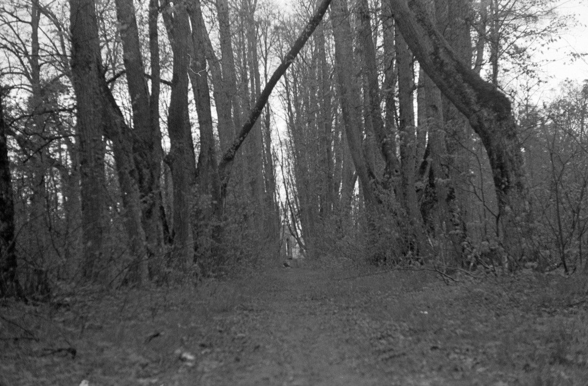 park - aleja Lipowa bliżej ruin, skan 1