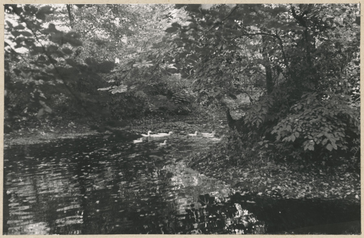 Zespół pałacowo - parkowy,  fragment parku - fosa, skan 1