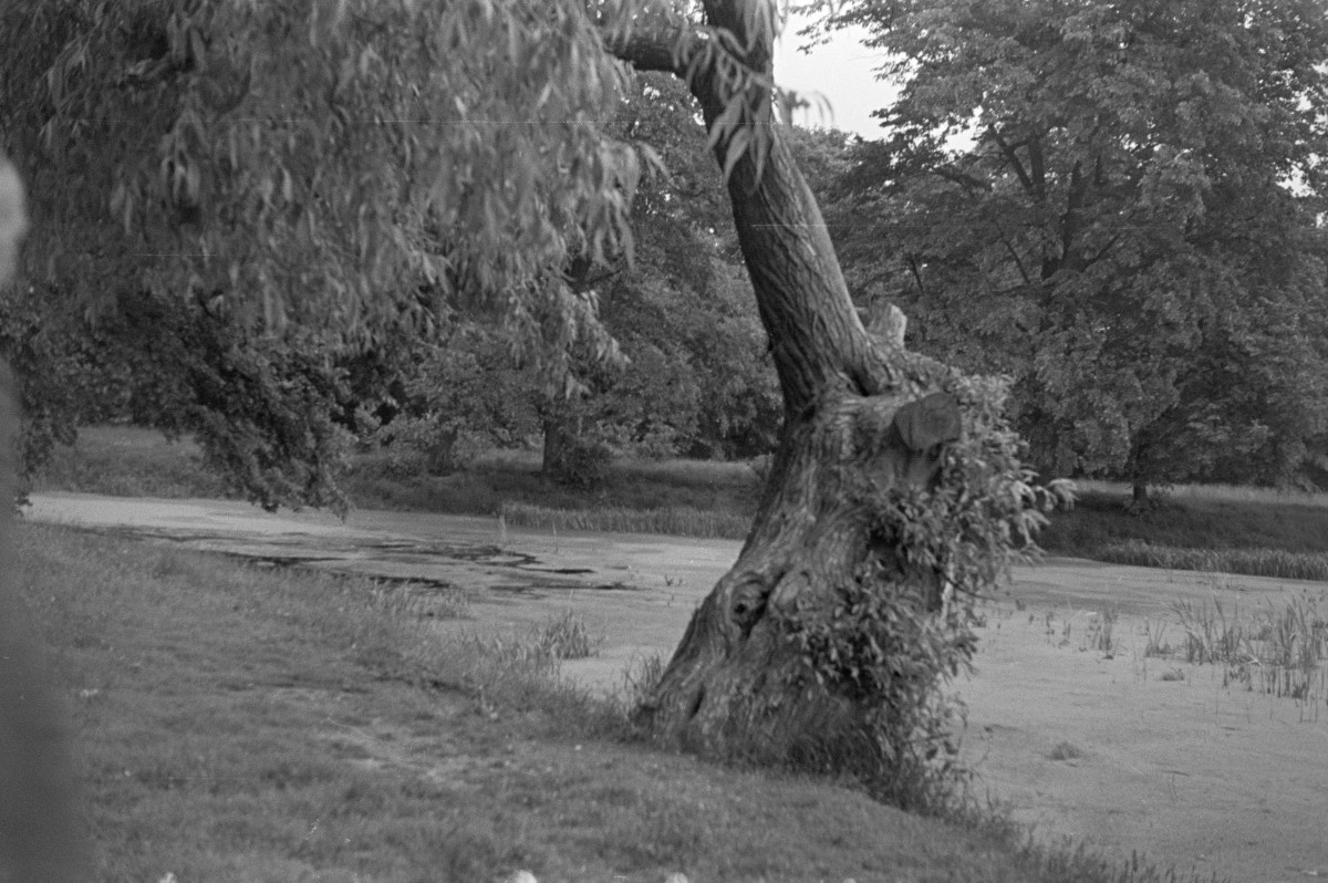 park pałacowy - wierzba nad stawem, skan 1