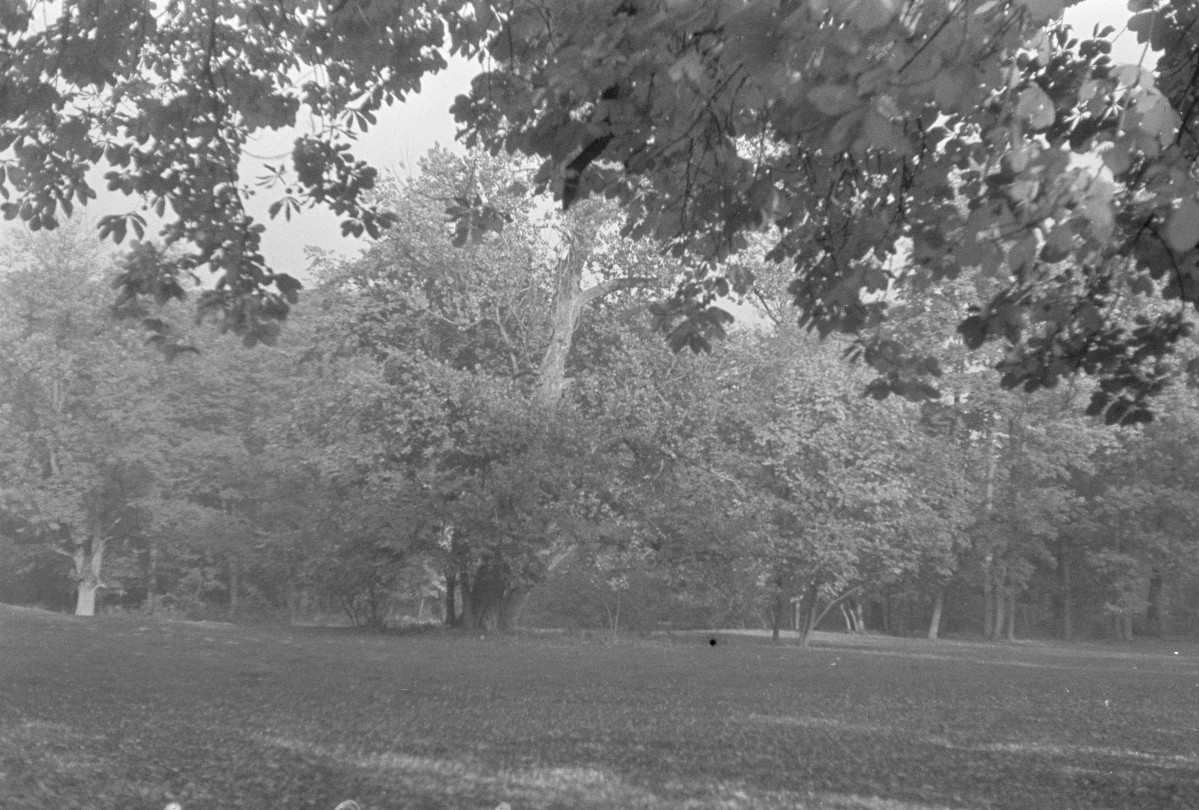 park , skan 1