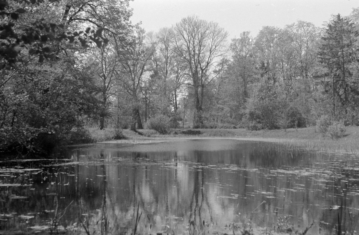 park - staw, skan 1