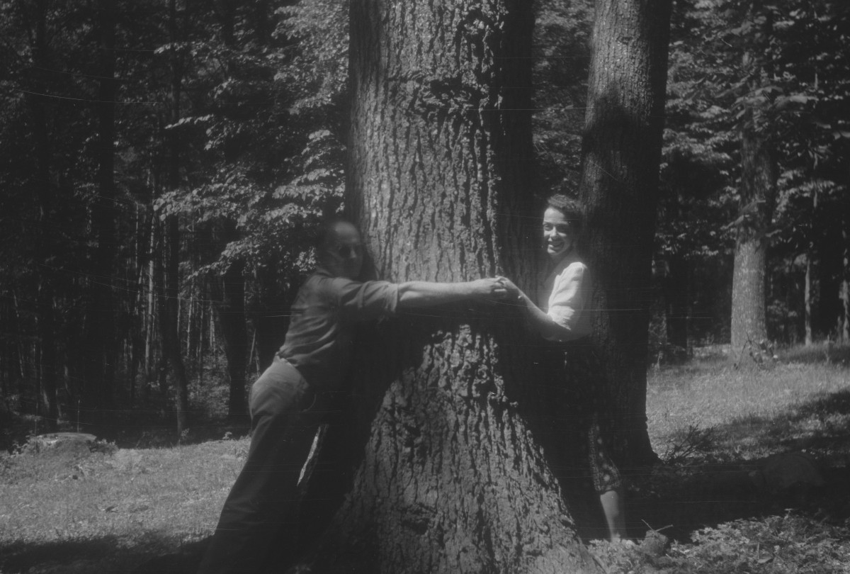 zespół pałacowo parkowy - drzewo, skan 1