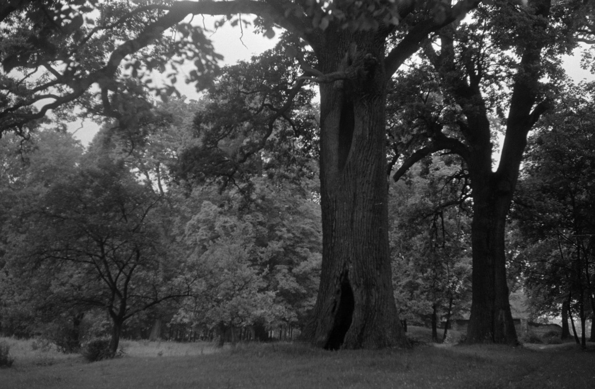 dwór - park, skan 1