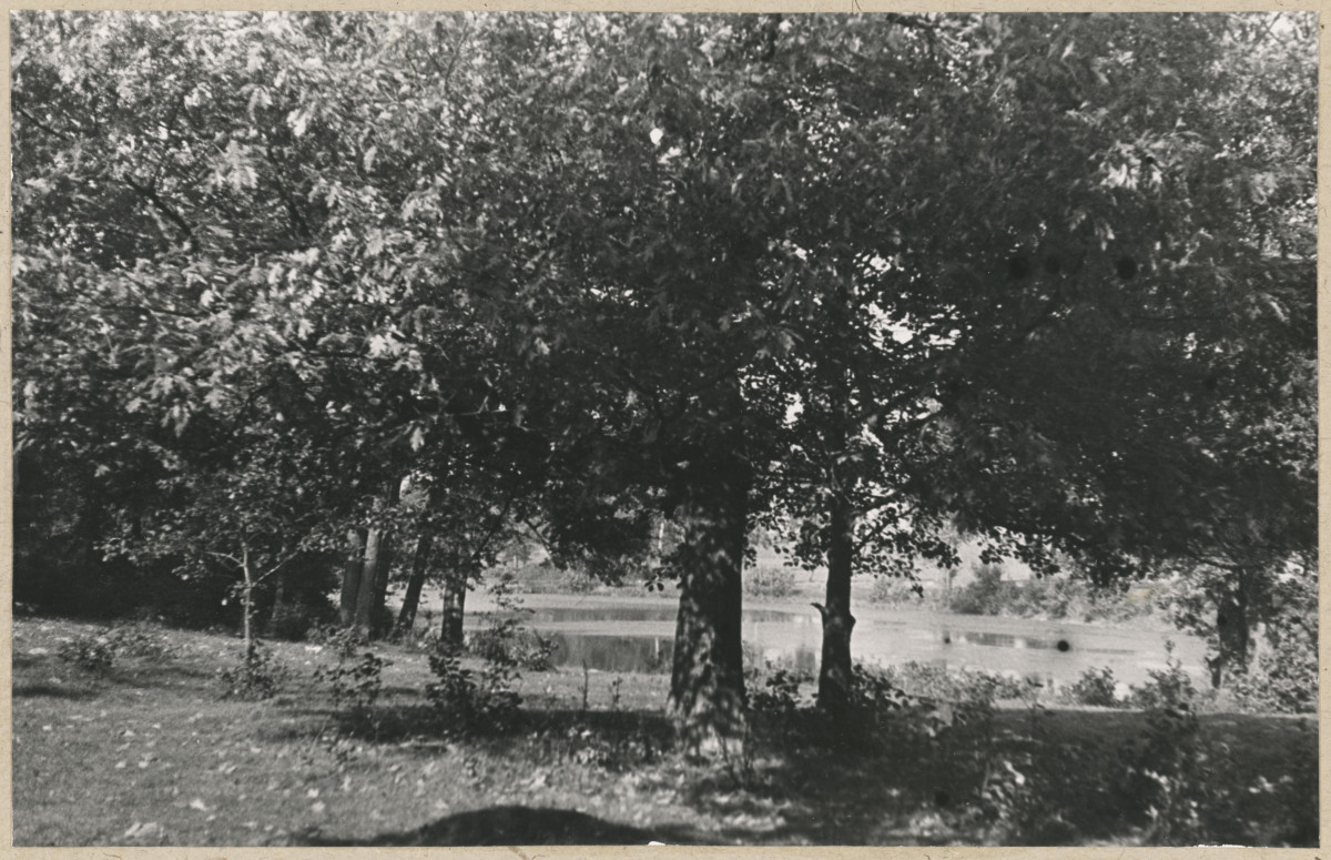 Zespół pałacowo - parkowy,  fragment parku - widok na staw, skan 1