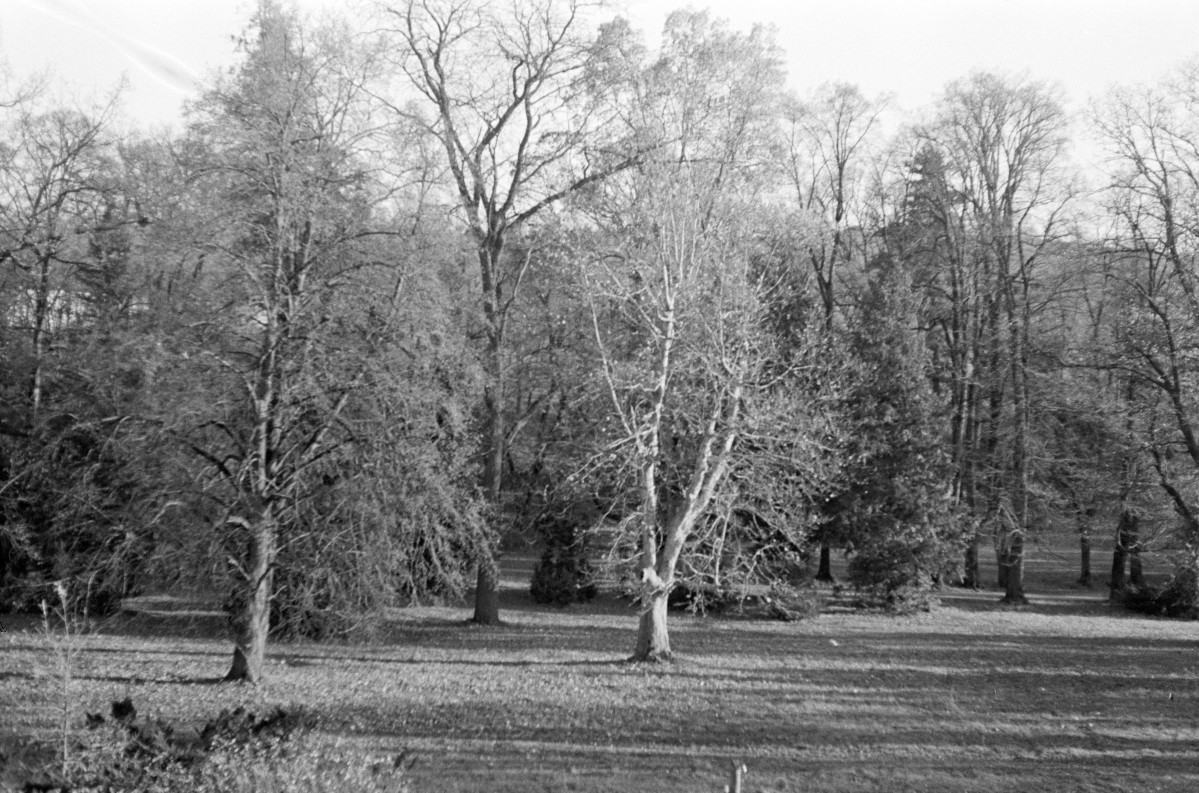 park, skan 1