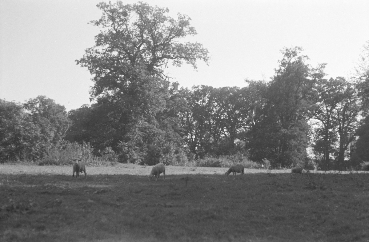 opactwo Cystersów - park krajobrazowy - fragment, skan 1