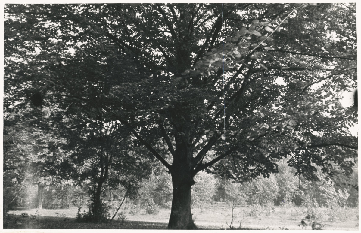 Zespół pałacowo - parkowy,  fragment parku , skan 1