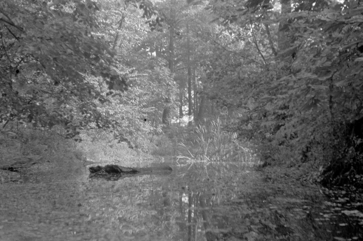 park - staw, skan 1