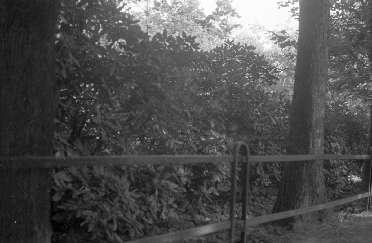 park Szczytnicki - azalie w ogrodzie japońskim, skan 1