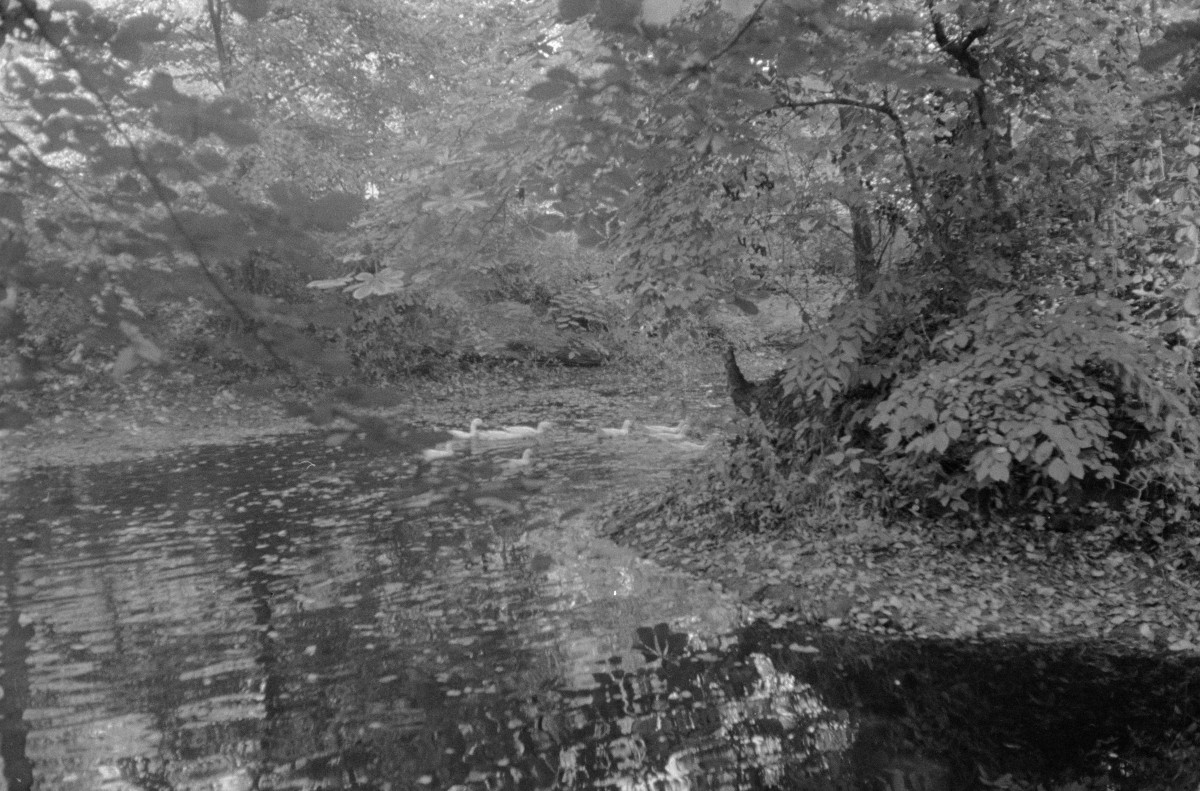 park - fosa, skan 1