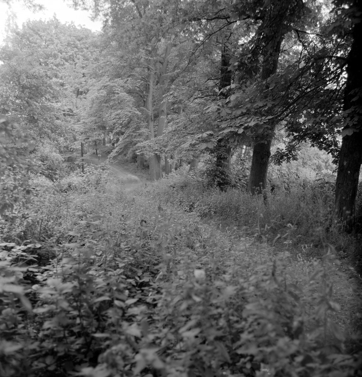dwór - park, skan 1
