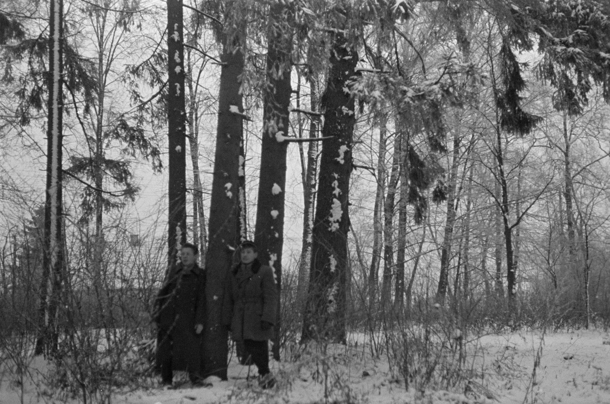 park - drzewa świerki, skan 1