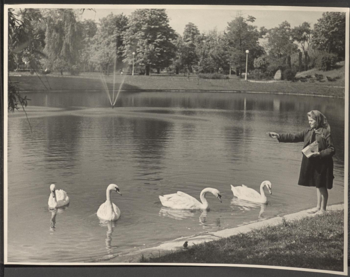 fotografia czarno-biała przedstawiająca widok stawu w Ogrodzie Saskim w Warszawie; na pierwszym planie dziewczynka karmiąca łabędzie, skan 1