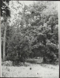 park, skan 4