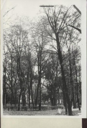 zespół pałacowy - park, skan 2