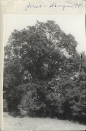park, skan 2