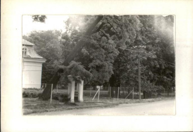 park pałacowy, skan 2