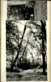 park, skan 2