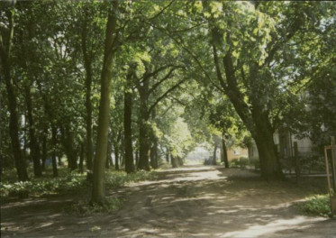 park przy pałacu, skan 5