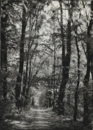 park w zespole pałacowym, skan 2