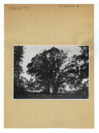 13 fotografii czarno-białych; autor: n.n.; w tym: jedna z planem dotycząca Falantów i Raszyna na podstawie planów S. B. Zuga (1784 r.; Gabinet Rycin UW, zb. W. Jeź. 24) wykonana w 1950 r.; jedna z regulacją spadku terenu z Falent do Raszyna na podstawie planów tego samego architekta (Gabinet Rycin UW zb. W. Jeź. 75) wykonana w 1958 r. dziewięć wykonanych przez E. Kozłowską w roku 1951 r. (dwie na kartach) przedst. pałacowy park; dwie odbitki spośród wcześniej wymienionych; jedna nie podpisana również ukazująca park w Falentach                                                                                 , skan 18