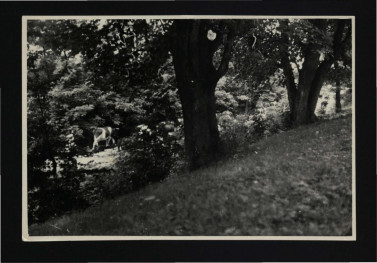 3 fotografie czarno-białe przedstawiające fragment elewacji frontowej pałacu oraz pobliski park; 11 sierpnia 1956 r.                                           , skan 3