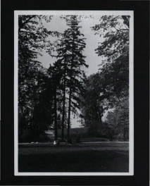 fotografia czarno-biała ukazująca fragment parku , skan 1