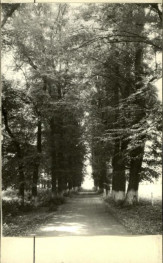 aleja lipowa k. dworu, skan 2