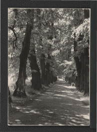 3 fotografie czarno-białe przedstawiające fragment parku przy zamku  , skan 1