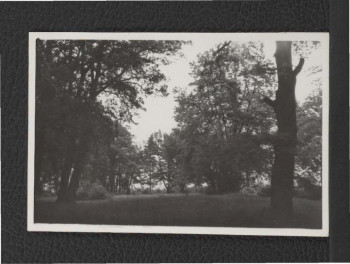 3 odbitki fotografii czarno-białych przedstawiających miejscowy park  , skan 1