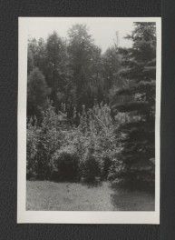 fotografia czarno-biała przedstawiająca miejscowy park   , skan 1
