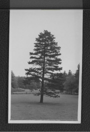 dwie fotografie czarno-białe przedstawiające fragment miejscowego parku, skan 1