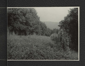 fotografia czarno-biała przedstawiająca fragment drzewostanu w miejscowym parku, skan 1