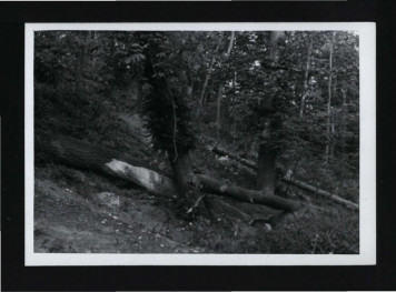 8 fotografii czarno-białych przedstawiających fragmenty miejscowego parku, skan 1