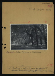 reprodukcja fotografii czarno-białej z niewydanej publikacji A. Golińskiego dotyczący tej miejscowości oraz przedstawiającej aleję lipową w miejscowym parku                             , skan 1