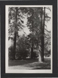 fotografia czarno-biała przedstawiająca miejscowy park  , skan 1