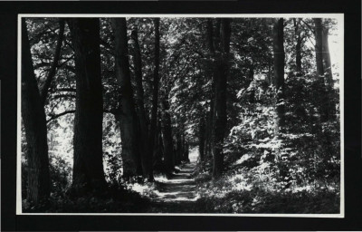 fotografia czarno-biała przedstawiająca jedną z alei parkowych                       , skan 1