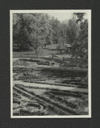 6 fotografii czarno-białych przedstawiających Ogród Różany w trakcie prac konserwatorskich, skan 6