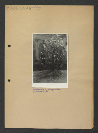 fotografia czarno-biała przedstawiająca magnolie w miejscowym parku, skan 1